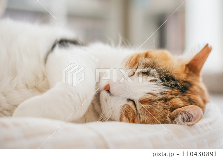 ペットの猫が室内でくつろぐ 110430891