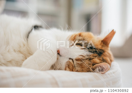 ペットの猫が室内でくつろぐ 110430892