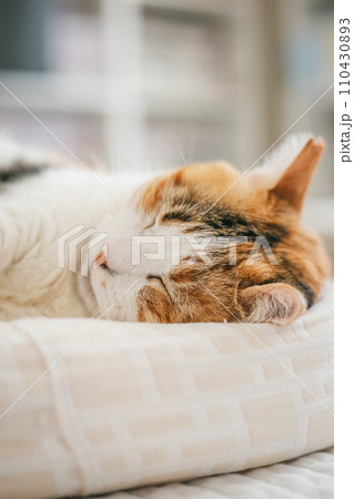 ペットの猫が室内でくつろぐ ペットの猫が室内でくつろぐ 110430893