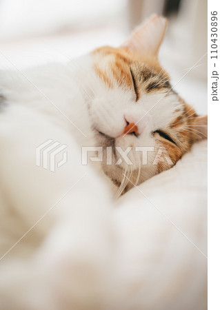 ペットの猫が室内でくつろぐ ペットの猫が室内でくつろぐ 110430896