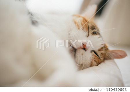 ペットの猫が室内でくつろぐ ペットの猫が室内でくつろぐ 110430898