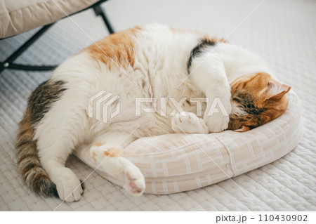 ペットの猫が室内でくつろぐ ペットの猫が室内でくつろぐ 110430902