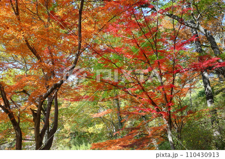 埼玉県比企郡吉見町大字黒岩　農業用の人工的な沼である八丁湖の周遊道の紅葉 110430913