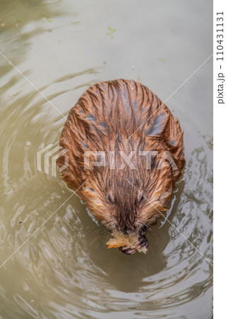Wild animal Muskrat, Ondatra zibethicuseats, eats on the river bank 110431131