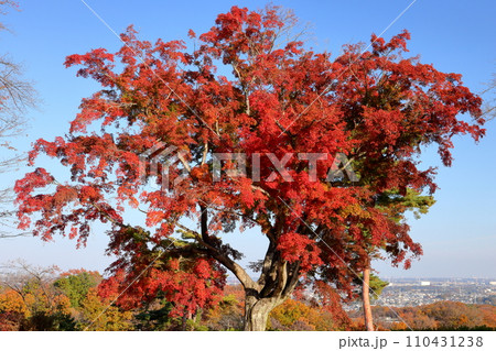 埼玉県東松山市岩殿　物見山公園の小高い山の頂上にある紅葉した一本モミジ 110431238