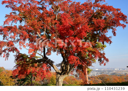 埼玉県東松山市岩殿 物見山公園の小高い山の頂上にある紅葉した一本モミジ 埼玉県東松山市岩殿 物見山公園の小高い山の頂上にある紅葉した一本モミジ 110431239