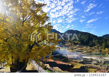 高知県仁淀川町長者の大銀杏 110431287