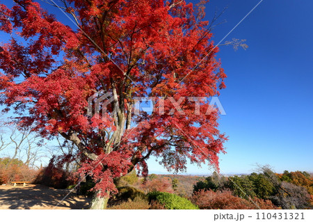 埼玉県東松山市岩殿 物見山公園の小高い山の頂上にある紅葉した一本モミジ 埼玉県東松山市岩殿 物見山公園の小高い山の頂上にある紅葉した一本モミジ 110431321