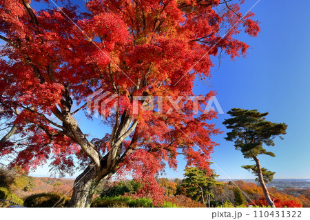 埼玉県東松山市岩殿 物見山公園の小高い山の頂上にある紅葉した一本モミジ 埼玉県東松山市岩殿 物見山公園の小高い山の頂上にある紅葉した一本モミジ 110431322