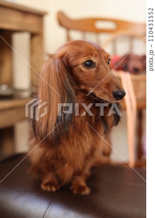 ドイツカニンヘンダックス 110431552