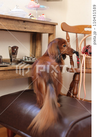 ドイツカニンヘンダックス 110431589