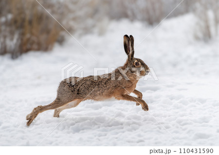 Hare running in the winter field 110431590