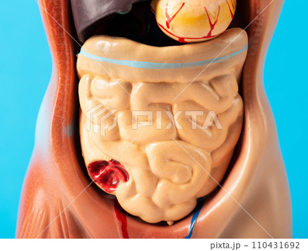 Mockup of a human with internal organs and intestines on a blue background. Concept of intestinal diseases, duodenal ulcer. Digestive disorders and dysbacteriosis. Diarrhea and constipation, close-up Mockup of a human with internal organs and intestines on a blue background. Concept of intestinal diseases, duodenal ulcer. Digestive disorders and dysbacteriosis. Diarrhea and constipation, close-up 110431692