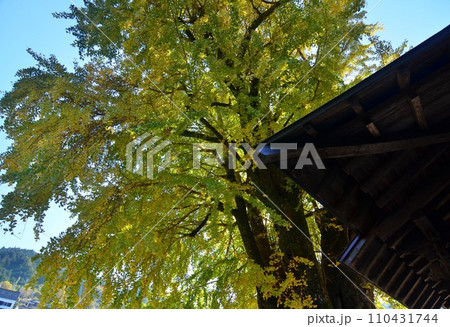 高知県仁淀川町の大銀杏 110431744