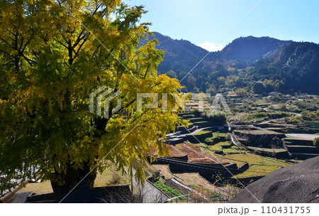 高知県仁淀川町の大銀杏 高知県仁淀川町の大銀杏 110431755