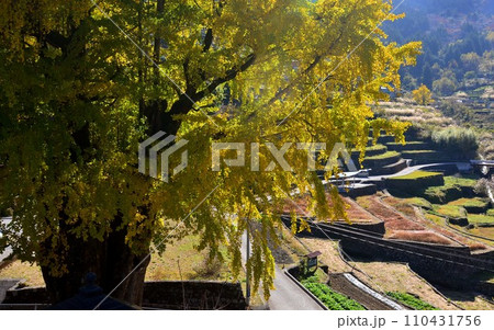 高知県仁淀川町の大銀杏 110431756