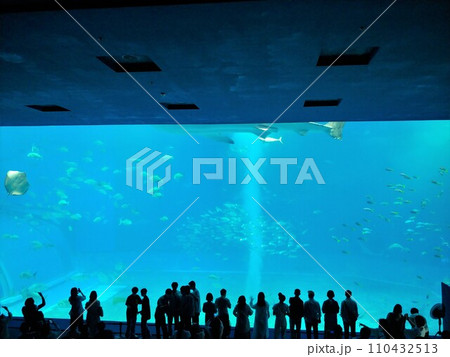 沖縄　美ら海水族館5 110432513