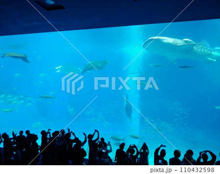 沖縄　美ら海水族館7 110432598