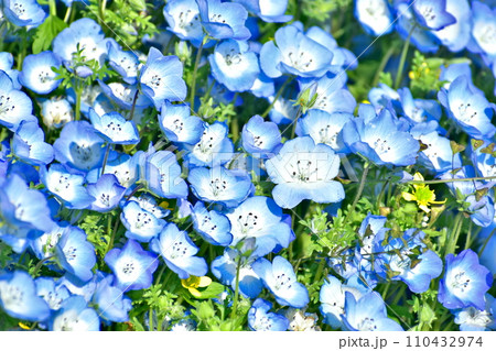 花卉圖 110432974.jpg