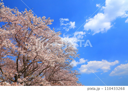 満開の桜と青空 110433268