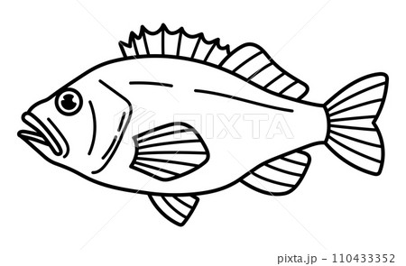 アコウダイ 110433352