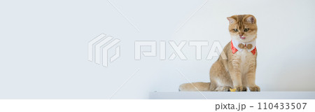 chinese new year concept with british cat wear red traditional china clothing with white background 110433507