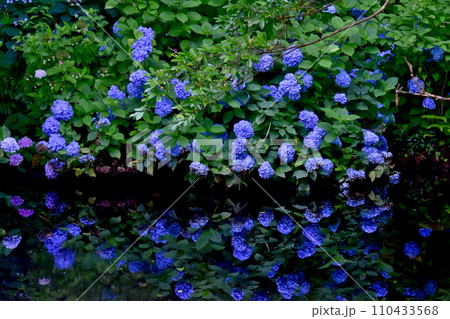 紫陽花　アジサイ　あじさい　梅雨　月照寺 110433568