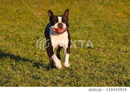 野原のドックランの中を笑顔で歩いて来るボストンテリアのマイティ君♡ 110433916