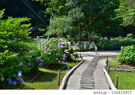 紫陽花 アジサイ あじさい 梅雨 月照寺 紫陽花 アジサイ あじさい 梅雨 月照寺 110433957