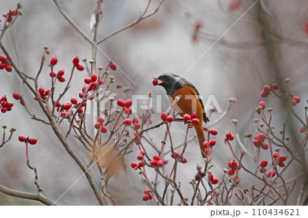 ハナミズキの果実をついばむジョウビタキ 110434621
