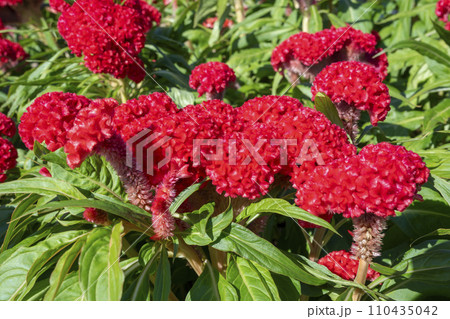 Big Red Celosia argentea blooming in garden. 110435042