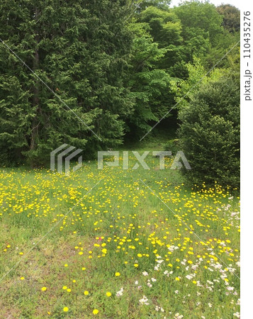 伊豆伊東十足大室山北麓、新緑の木々の中に咲く花々 110435276