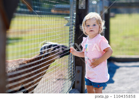Adorable cute toddler girl feeding little goats and sheeps on a kids farm. Beautiful baby child petting animals in petting zoo. Excited and happy girl on family weekend. Adorable cute toddler girl feeding little goats and sheeps on a kids farm. Beautiful baby child petting animals in petting zoo. Excited and happy girl on family weekend. 110435858