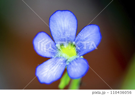 葉で虫を捕獲するムシトリスミレギガンテアの可憐な紫色の花 葉で虫を捕獲するムシトリスミレギガンテアの可憐な紫色の花 110436056