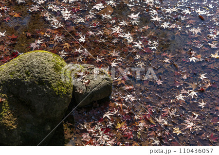 池の水面で光る紅葉した楓落葉と苔むした石・小石川後楽園・文京区 池の水面で光る紅葉した楓落葉と苔むした石・小石川後楽園・文京区 110436057