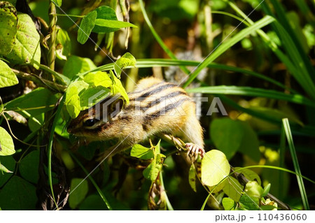 よいしょ♪可愛いシマリス 110436060