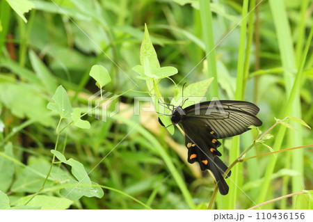 ウマノスズクサに産卵中のジャコウアゲハ 110436156