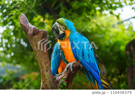 blue-and-yellow macaw (Ara ararauna), also known as the blue-and-gold macaw on wood tree branch 110436379