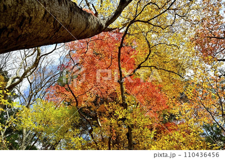 塩原渓谷の天狗岩への登山道周辺の紅葉の林 110436456