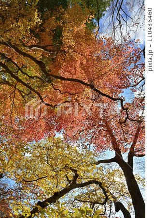 塩原渓谷の天狗岩への登山道周辺の紅葉の林 塩原渓谷の天狗岩への登山道周辺の紅葉の林 110436460