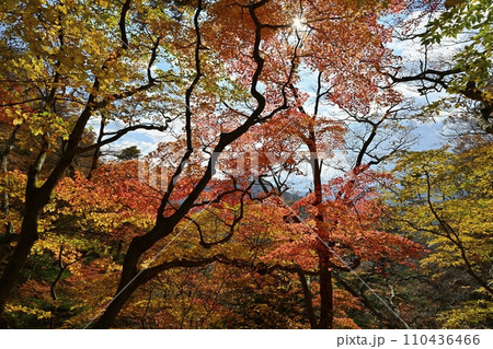 塩原渓谷の天狗岩への登山道周辺の紅葉の林 塩原渓谷の天狗岩への登山道周辺の紅葉の林 110436466