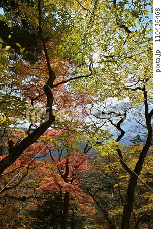塩原渓谷の天狗岩への登山道周辺の紅葉の林 110436468