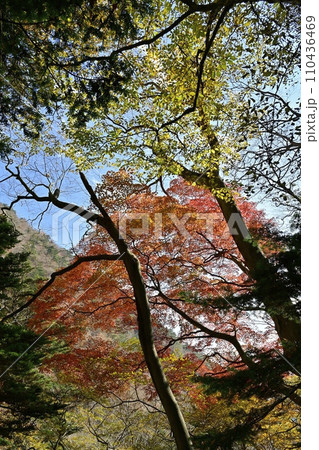 塩原渓谷の天狗岩への登山道周辺の紅葉の林 塩原渓谷の天狗岩への登山道周辺の紅葉の林 110436469