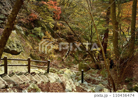 塩原渓谷の天狗岩への登山道に紅葉の林 塩原渓谷の天狗岩への登山道に紅葉の林 110436474