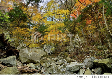 塩原渓谷の天狗岩への登山道周辺の紅葉の林 塩原渓谷の天狗岩への登山道周辺の紅葉の林 110436484