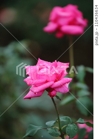 荒尾市　おもやい市民花壇　バラの花、 110436634