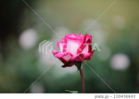 荒尾市　おもやい市民花壇　バラの花、 110436643