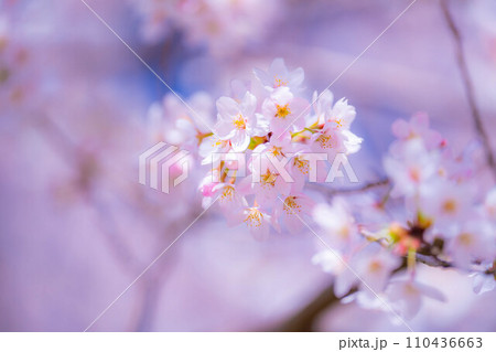 【桜素材】忍野村の桜と青空【山梨県】 110436663