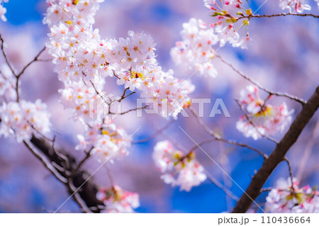 【桜素材】忍野村の桜と青空【山梨県】 【桜素材】忍野村の桜と青空【山梨県】 110436664
