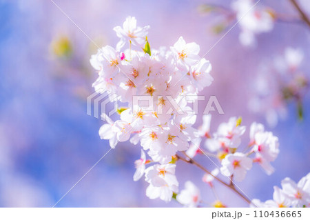 【桜素材】忍野村の桜と青空【山梨県】 110436665